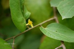 Grewia tiliifolia